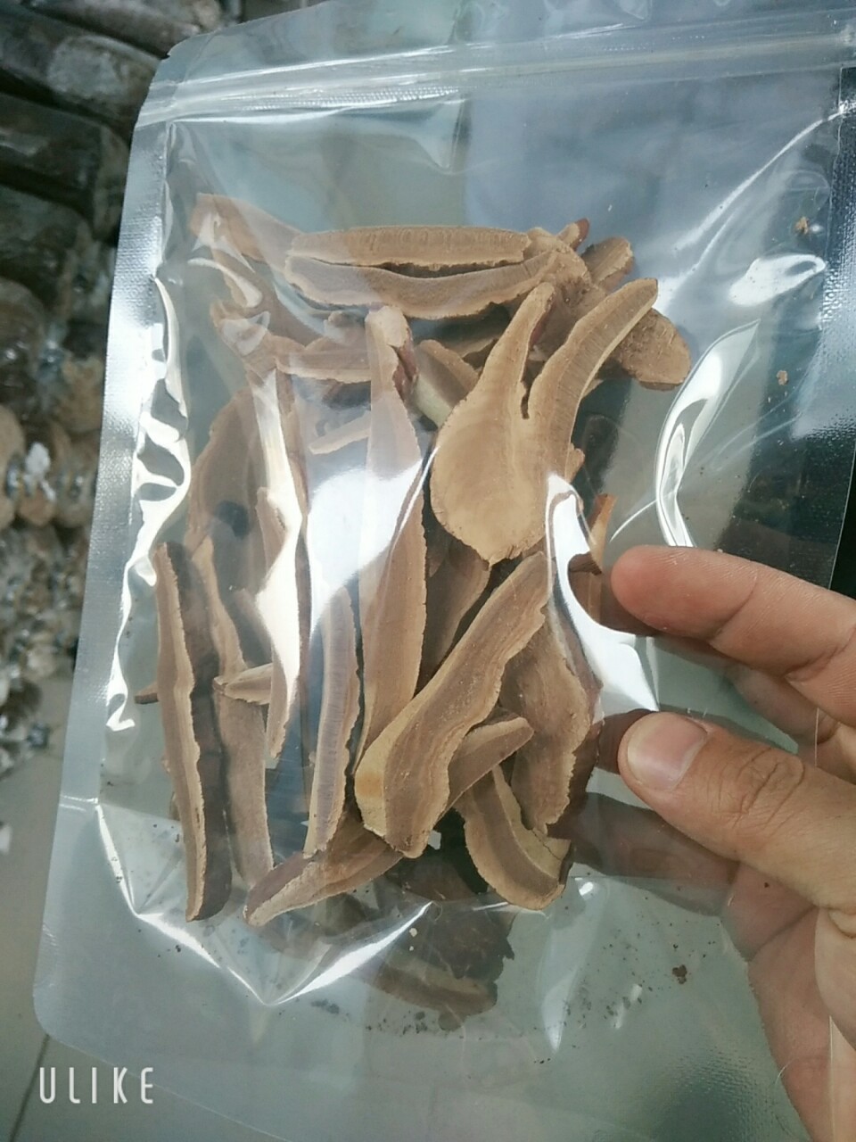 Phôi nấm linh chi đỏ