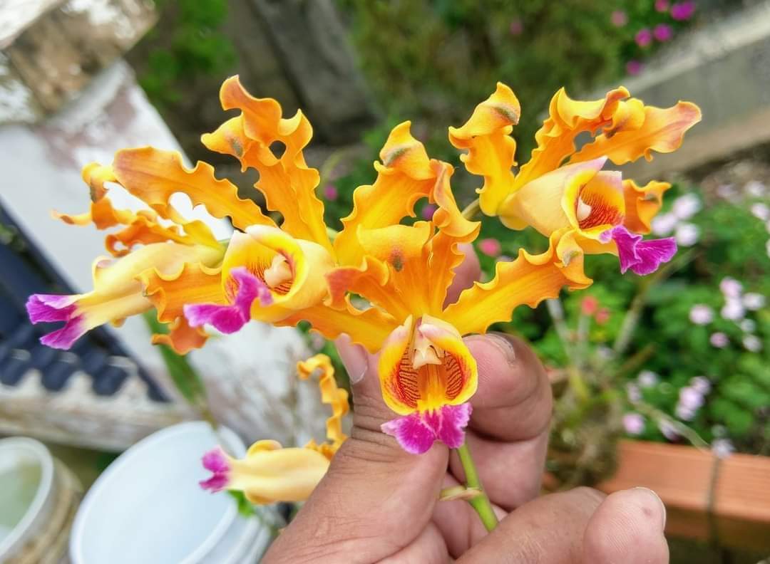 HOA LAN ỐNG ĐIẾU