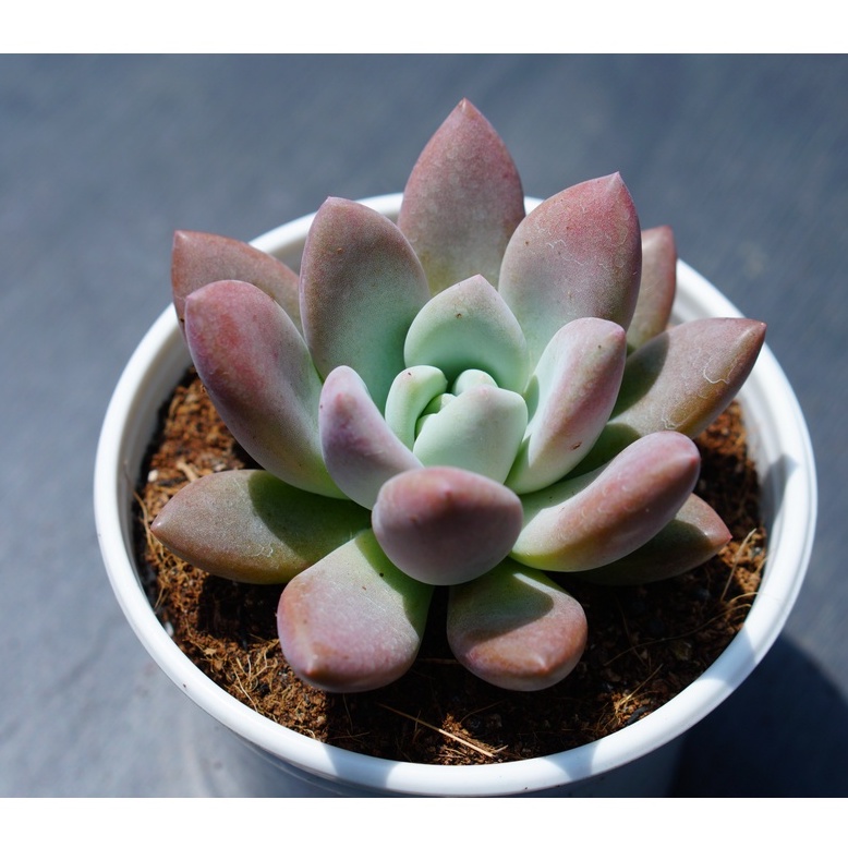 Sen đá sỏi hồng lá dài chậu trung 7-8cm