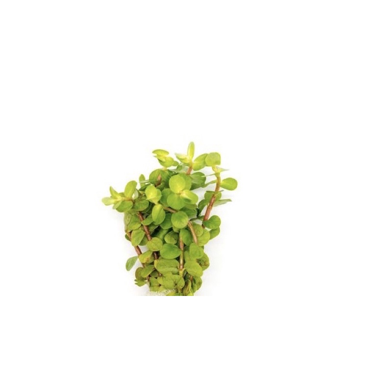 Rotala macrandra yellow - vảy ốc vàng bò/cao 10 cây- cây thuỷ sinh