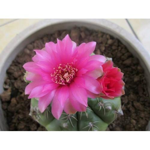 Hạt giống xương rồng thần long mix màu - 1 gói 20 hạt