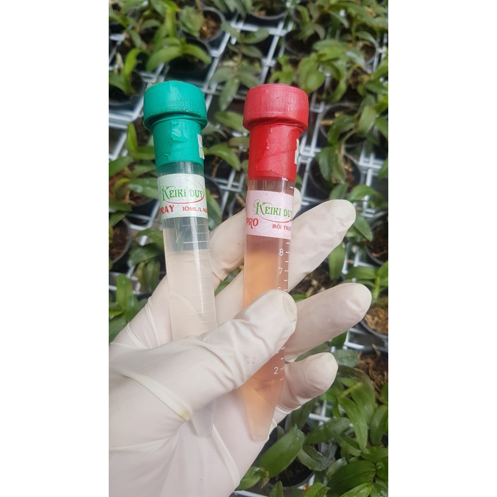 Combo 3 lọ duy xanh