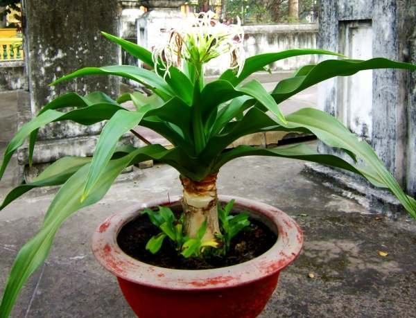 Cây hoa náng trắng- cây giống đại tướng quân