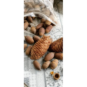 Set trái sồi khô trang trí loại to (10 trái/set)