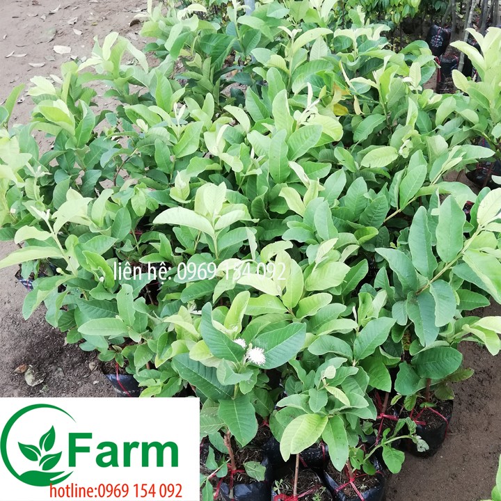 cây ổi không hạt - Cây giống ổi không hạt