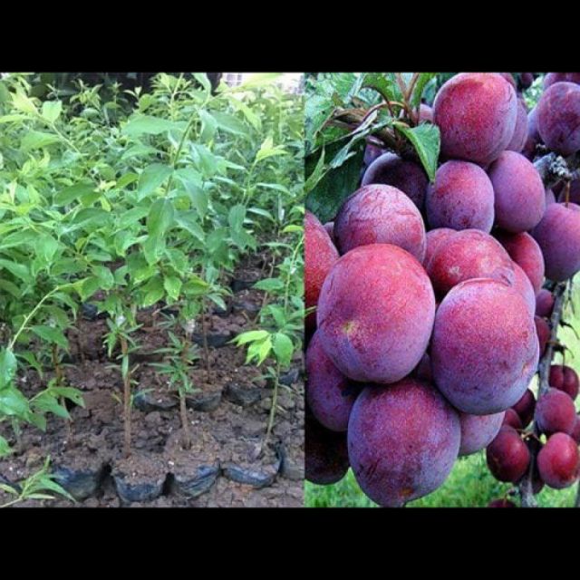 CÂY GIỐNG MẬN HẬU-MẬN TAM HOA
