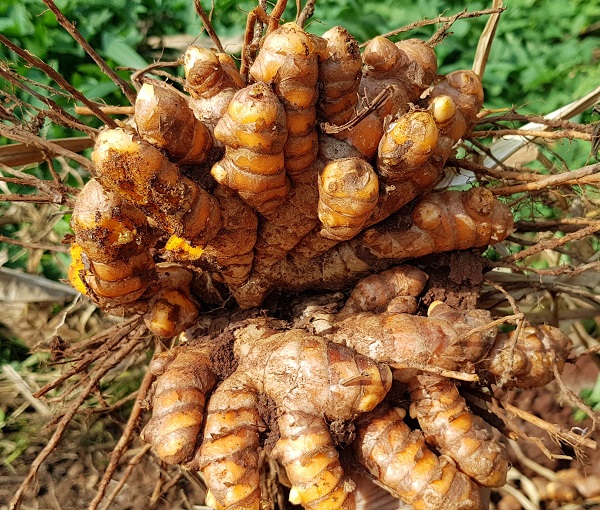 Tinh bột nghệ Gia Lai 500gram