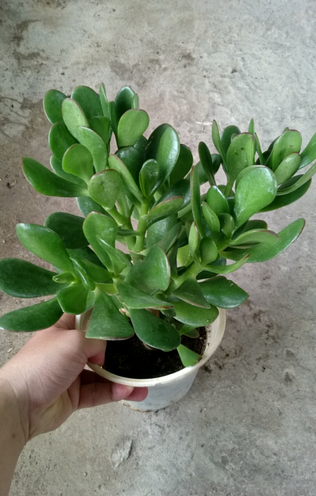 Cây Ngọc Bích (Xanh) - cây cảnh để bàn