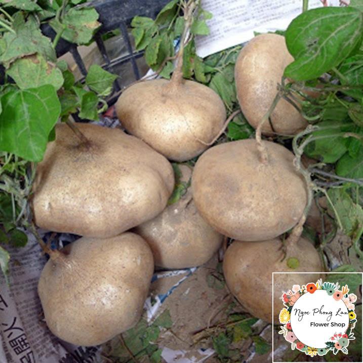Giống củ sắn củ đậu - gói 10 gram
