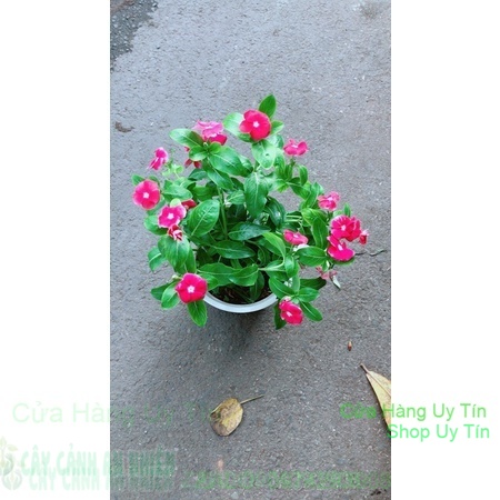 Chậu hoa dừa cạn