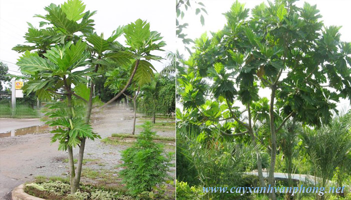 cây sakê giống (cây bánh mỳ)
