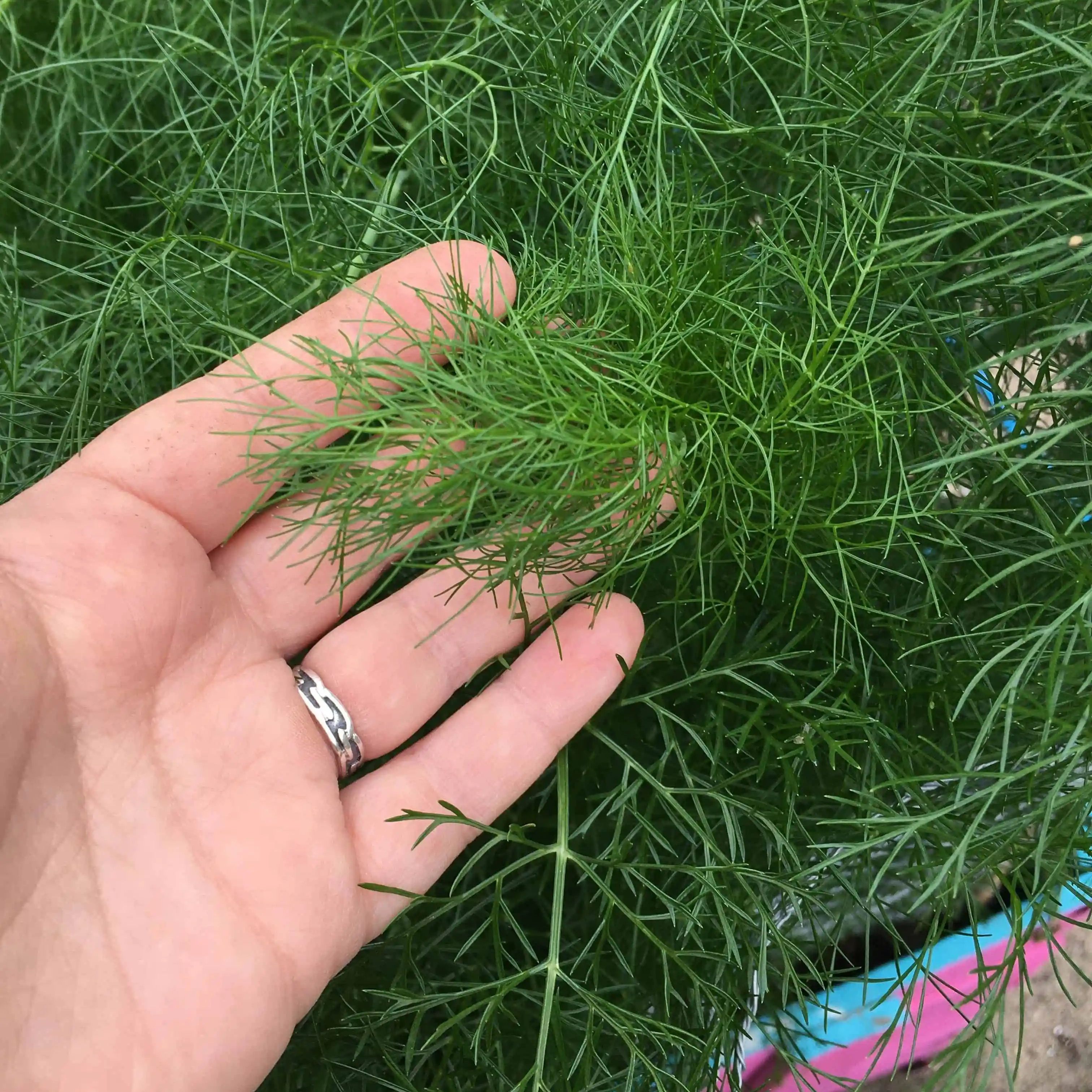 Dill Seeds (Rado 06) 5gr Package
