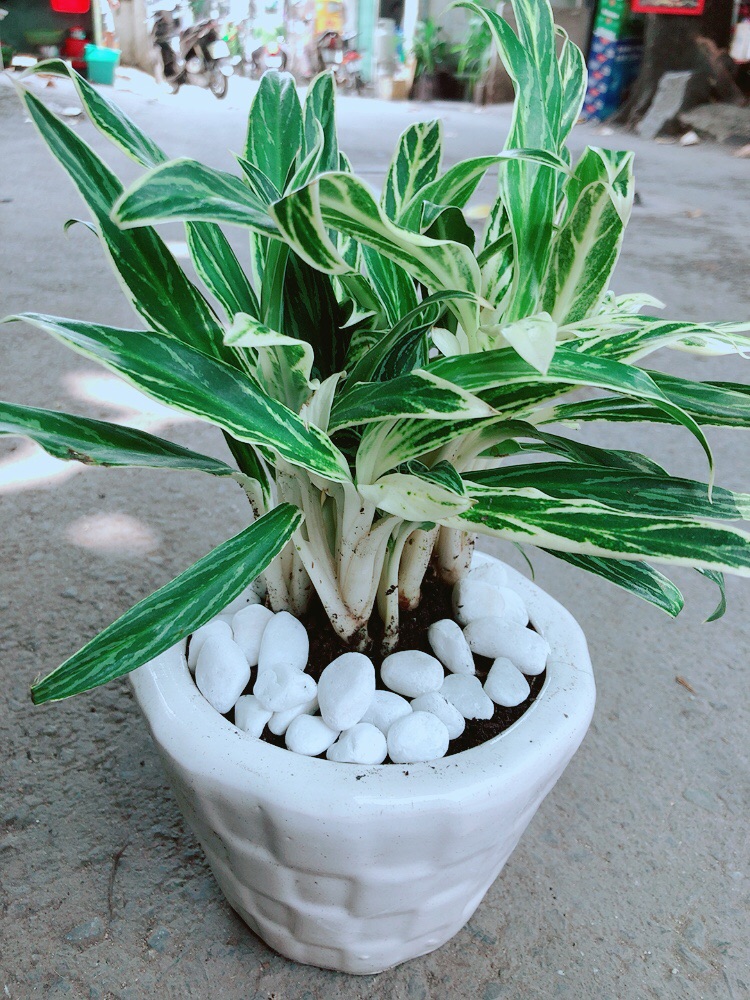 Chậu Cây Giữ Tiền