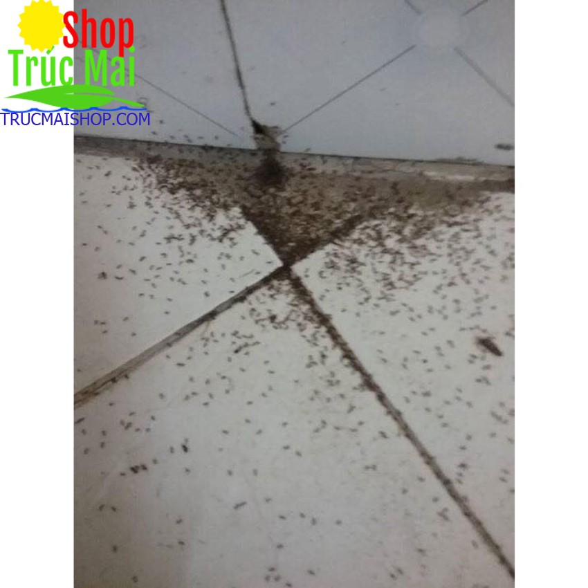 Thuốc diệt kiến dán tận gốc hiệu quả