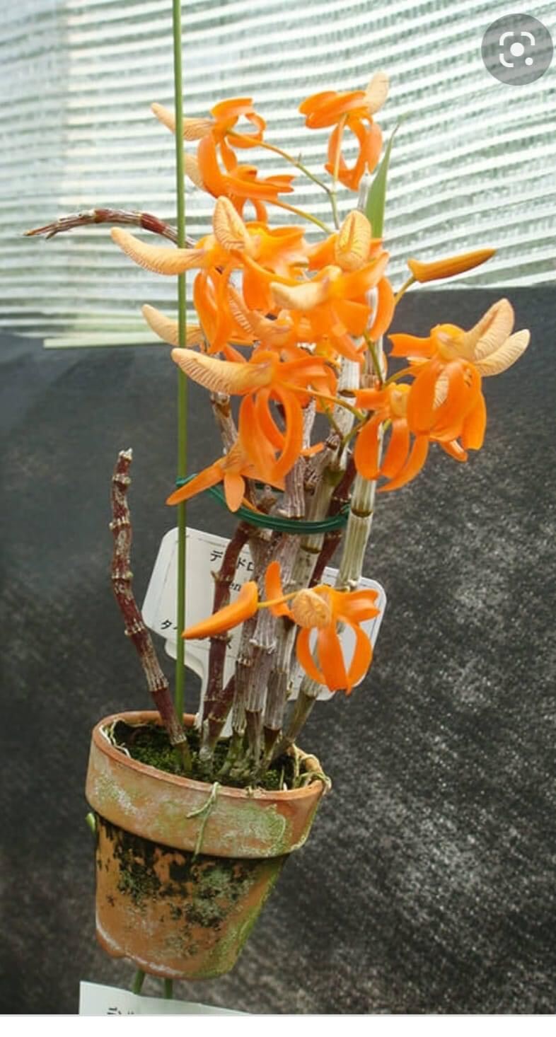 Hoa Lan đơn cam(1 bó hình cuối) vv