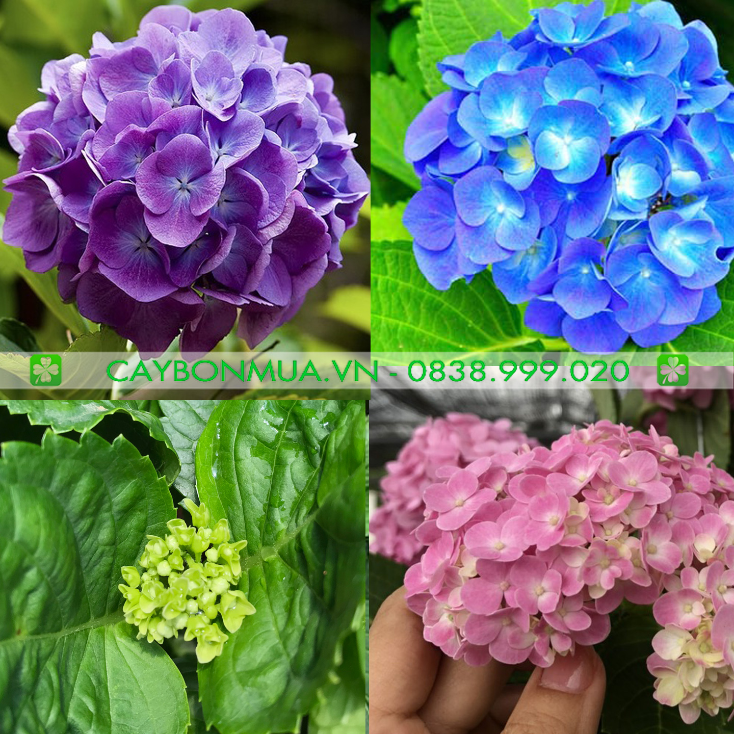 Phân bón thông minh RYNAN, phân bón kiểng lá, phân tan chậm xanh