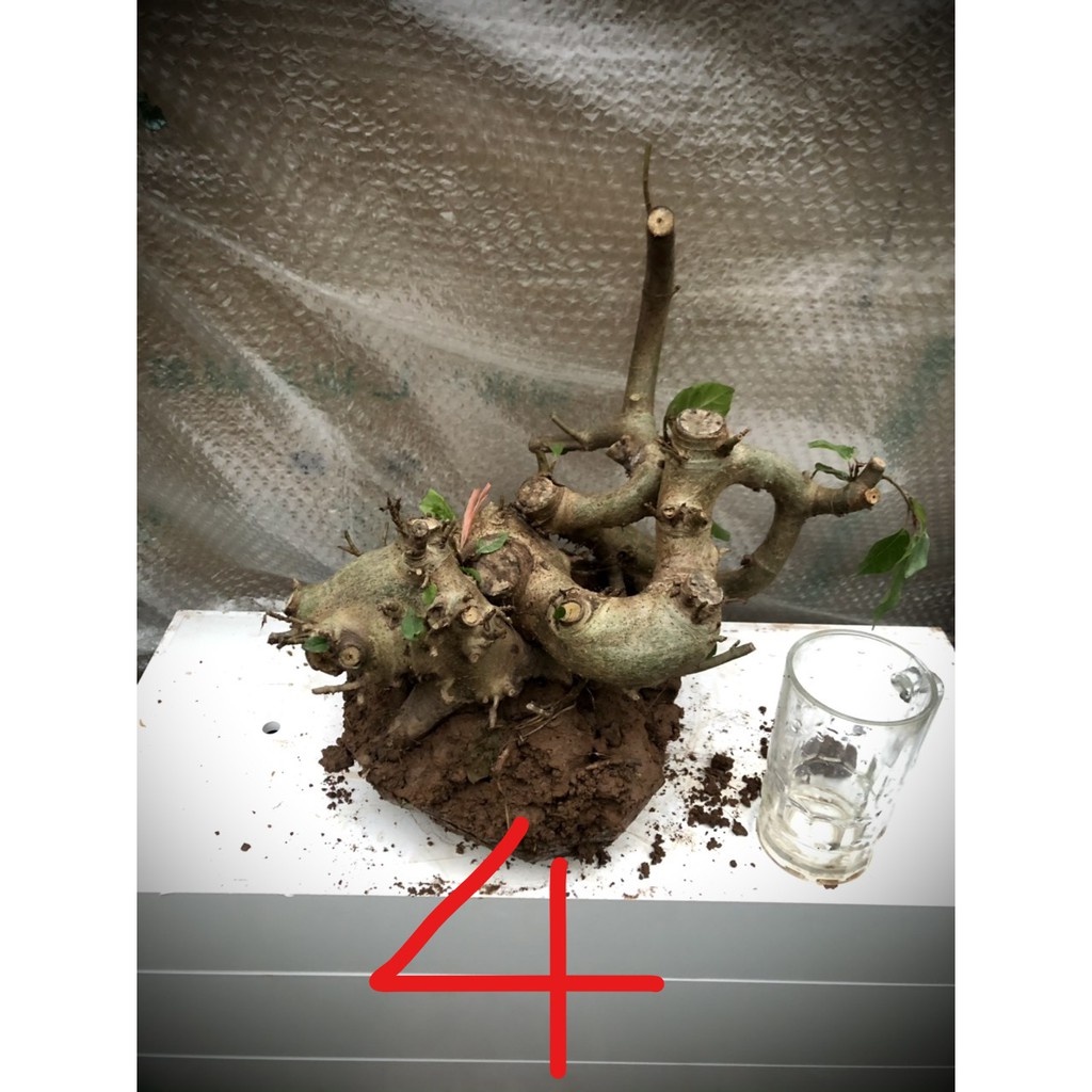 Cây sung bonsai phôi (ảnh thật) đánh số 1-20.