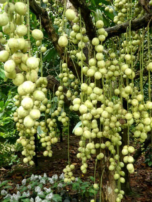 Cây giống dâu da xanh siêu ngọt
