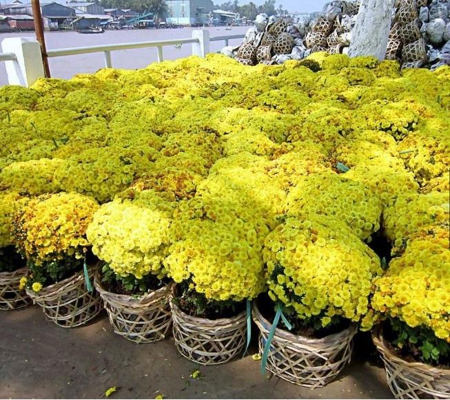 30 Hạt giống hoa Cúc mâm xôi