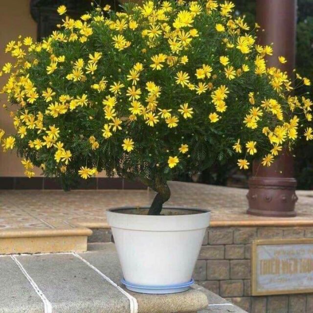 Chậu cây hoa cúc thân gỗ (cúc trường thọ - cúc vạn niên) trưởng thành - cây to - giống cây lâu năm