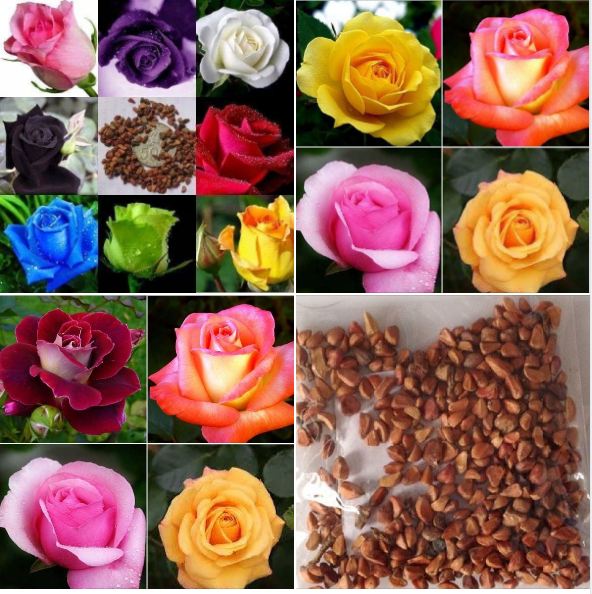 Mixed Dutch Rose Seeds (20 Seeds/Includes Seed Germination Stimulant Package)