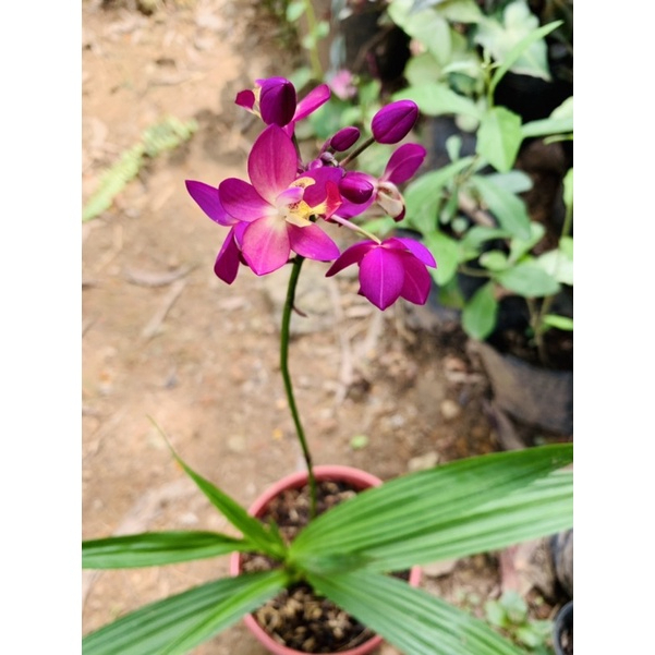 Cây lan chu đỉnh địa lan tím
