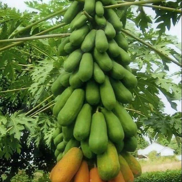 Hạt giống đu đủ ruột đỏ nhập khẩu thái lan