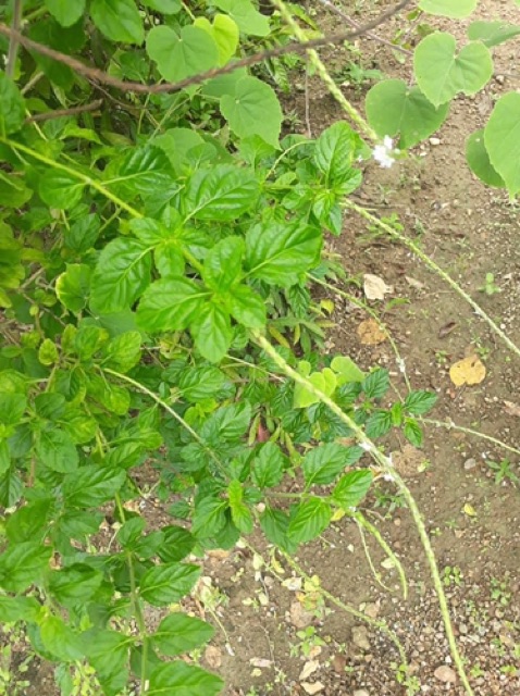 1KG CÂY ĐUÔI CHUỘT HOÀ BÌNH (KHÔ, XANH, SẠCH)