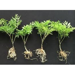(xả kho đón tết) Cây Đinh Lăng Giống