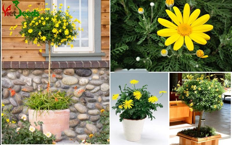 Hạt Giống Hoa Cúc Thân Gỗ Cúc Vạn Niên 50 hạt