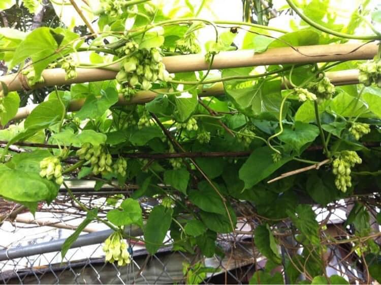 cây giống hoa thiên lý _feership từ 50k