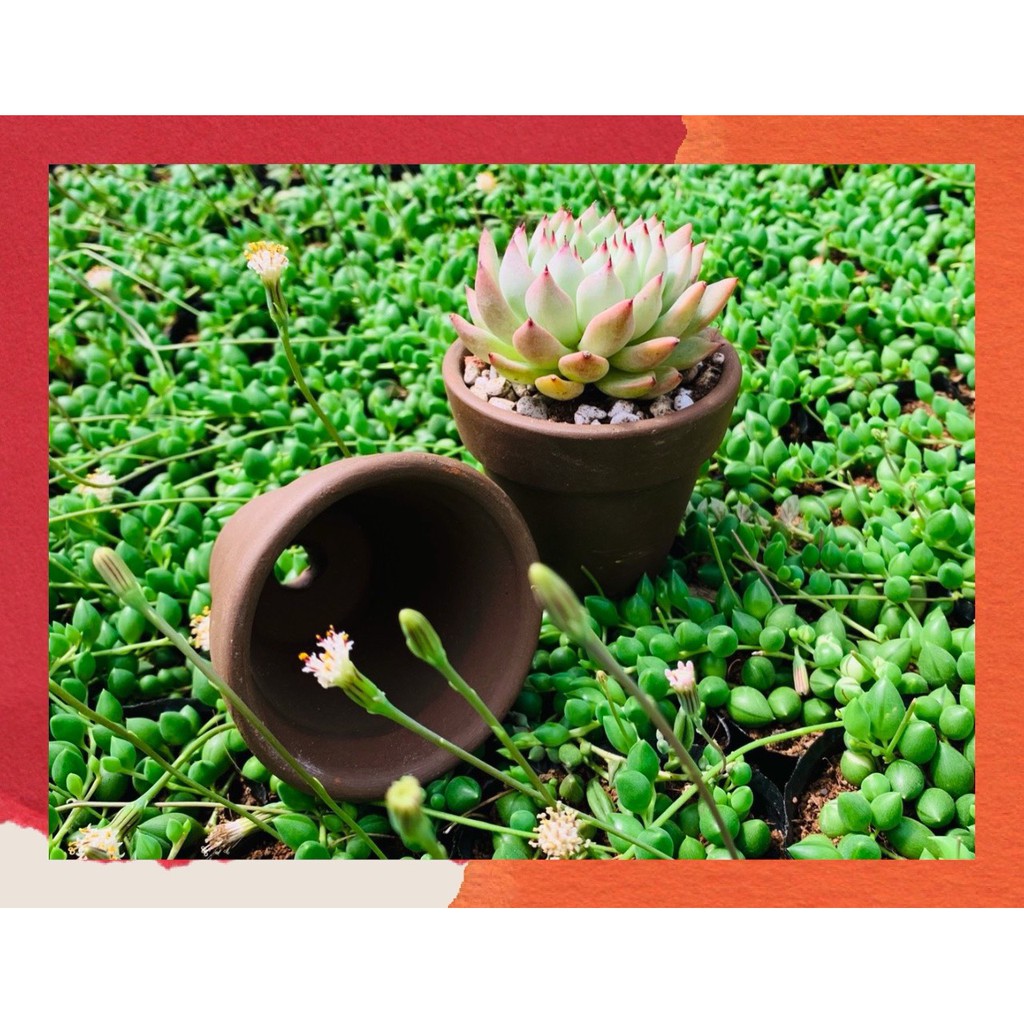 CHẬU ĐẤT NUNG ĐEN 🎁 SIÊU PHẨM TRỒNG SEN ĐÁ 🎁