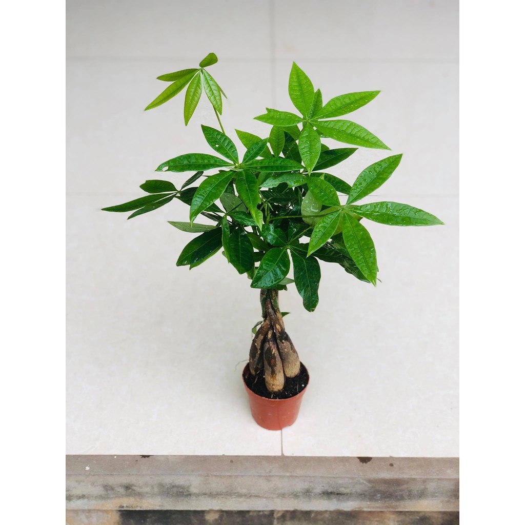 Cây kim ngân 4 gốc xoắn (ảnh thật số 2).
