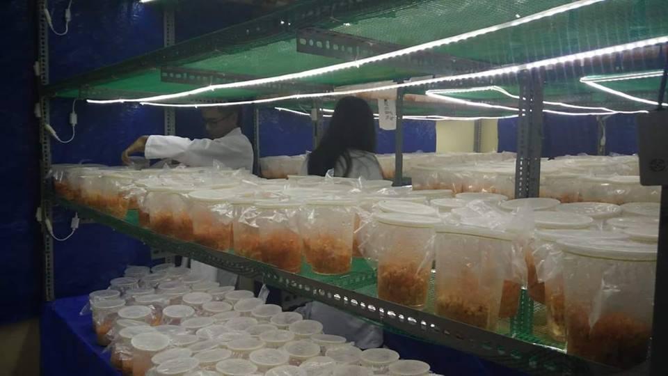 [HCM]Đông trùng hạ thảo tươi