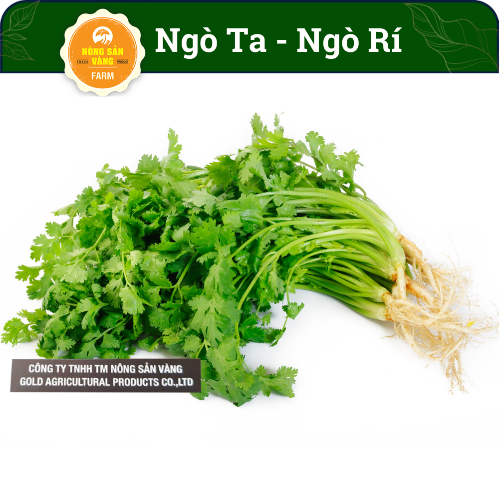 Vegetable seeds coriander TA easy to grow, essential for every feast family -shallow gold