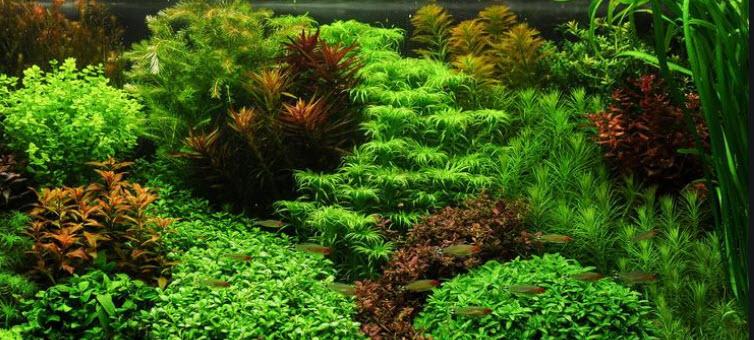 [Hoàn Tiền 10%] Cây Thủy Sinh: Thủy Cúc
