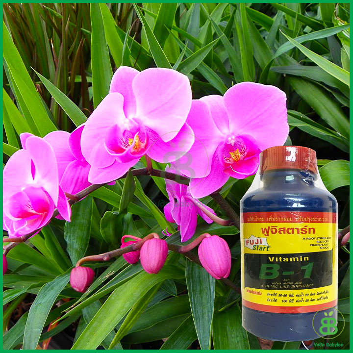 Vitamin B1 Thái Lan 100ml