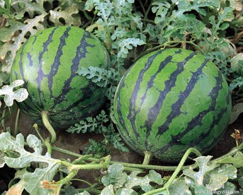 Hạt giống dưa hấu Thành Long ( dưa hấu Mỹ ) gói 45-50 hạt giá rẻ