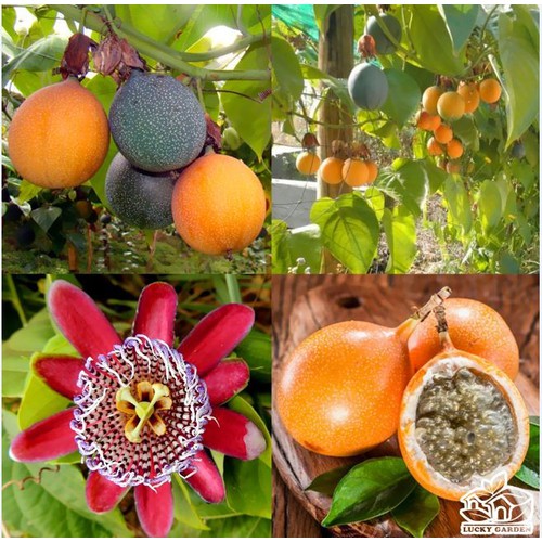 Hạt giống chanh leo ngọt Colombia F1 " 1 gói 10 hạt"