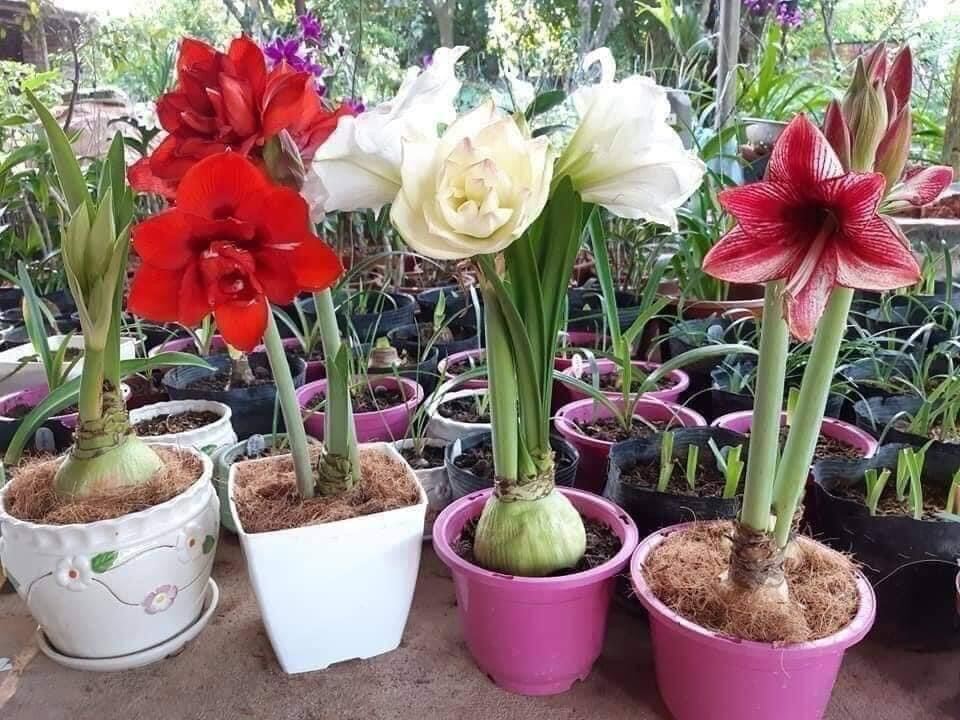 Hoa Lan Huệ kép (2 củ)