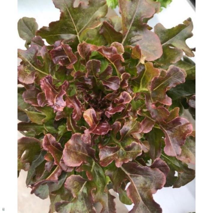 Hạt giống xà lách sồi đỏ Oakleaf - gói 2 gram
