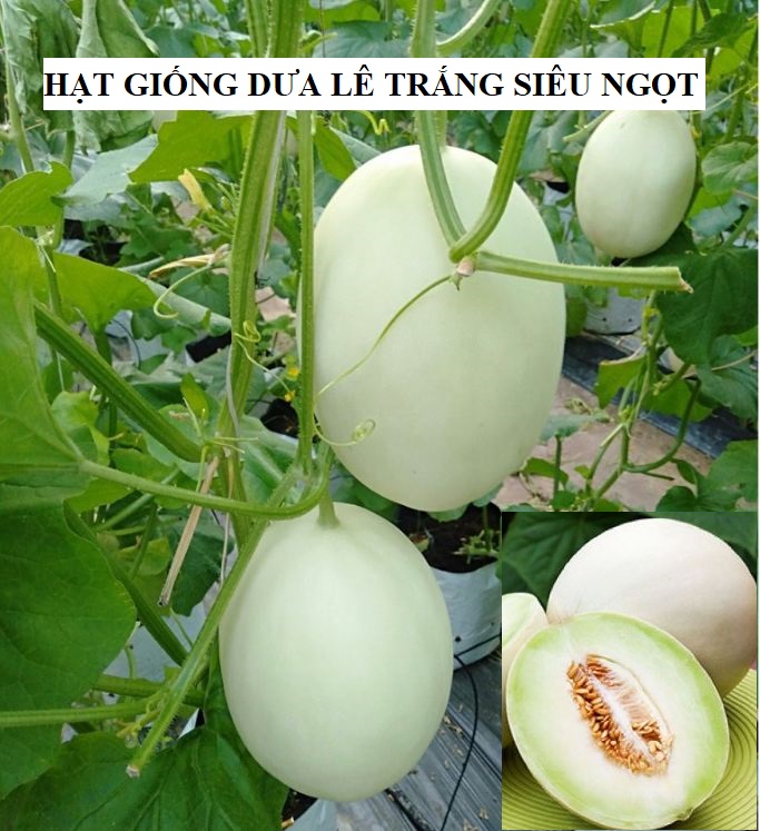 Hạt giống dưa lê bạch tuyết -  gói 20 hạt
