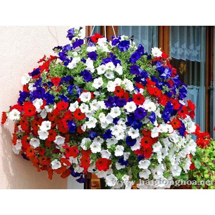 Hạt giống hoa dạ yến thảo mix đủ màu (gói 400 hạt )