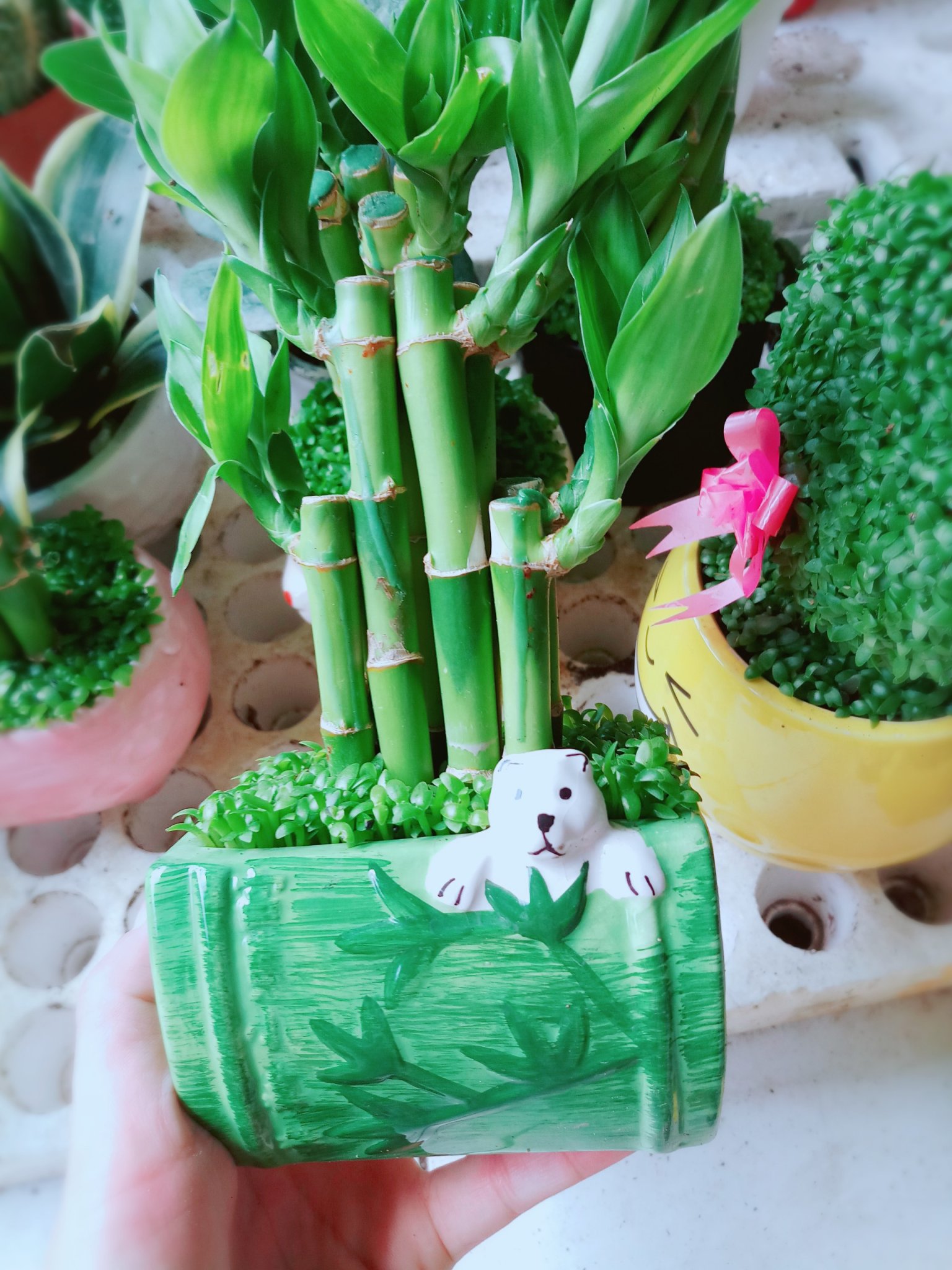 Cây Chúc Phát Tài