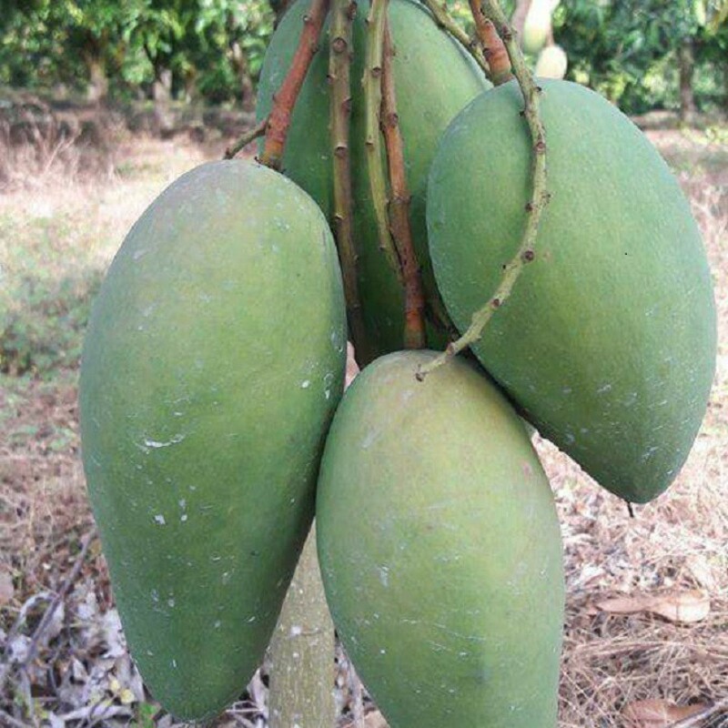 cây giống xoài tứ quý cây giống chuẩn cho năng suất cao