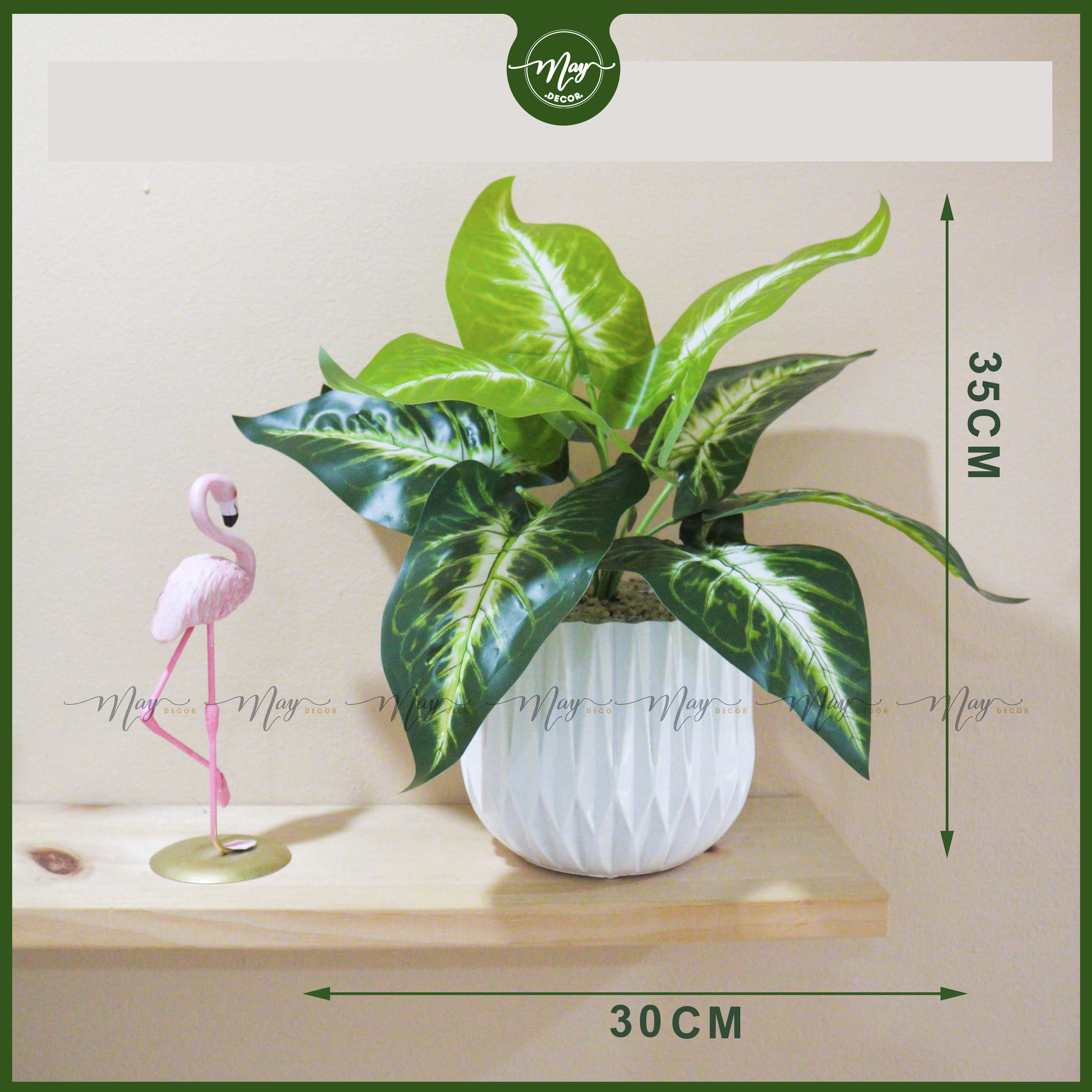 Cây môn đốm giả, cây trang trí để bàn
