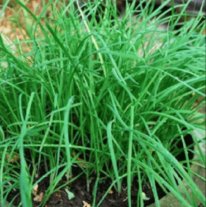 Hạt giống rau Hẹ Ta dể trồng-gói 1gram