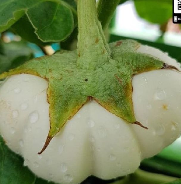 Hạt giống cà bát trắng trái siêu to-gói 1gram