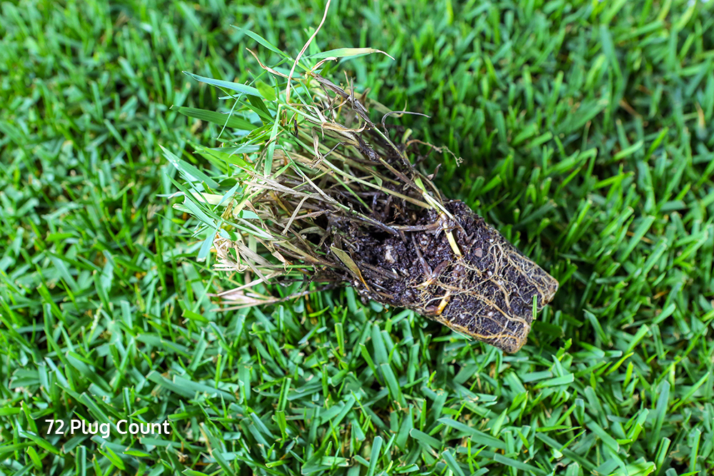 Hạt Giống Thảm-  Cỏ Bermuda -Cỏ Gà gói 1kg - Cỏ Trồng Thảm cảnh- Cỏ Trồng Sân Vườn - Cỏ Cảnh Quan...