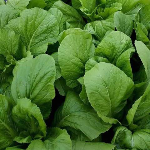 Hạt giống cải bẹ xanh mỡ cao sản